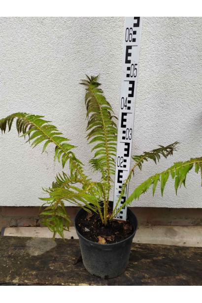 Орляк обыкновенный неприхотлив к уходу, что делает его популярным среди садоводов.