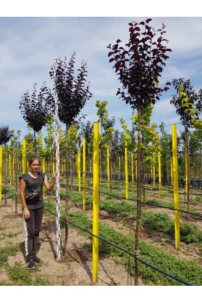 Слива розчепірена Нігра (на штамбі)