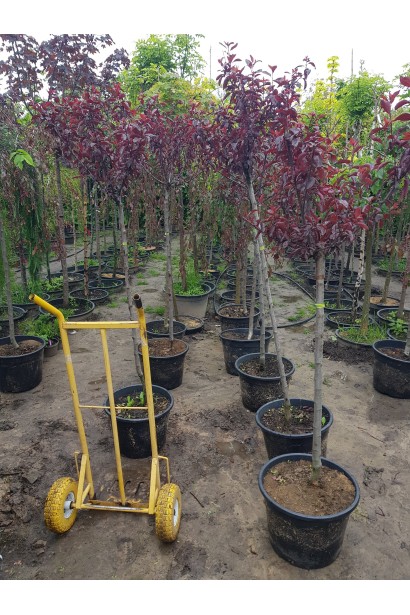 Саджанець сливи Нігра на штамбі в садовому центрі