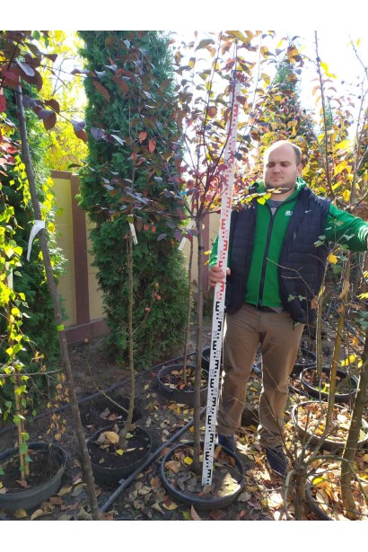 Prunus cerasifera Nigra (on shtamb)