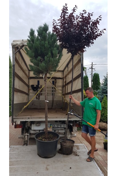 Prunus cerasifera Nigra (on shtamb)