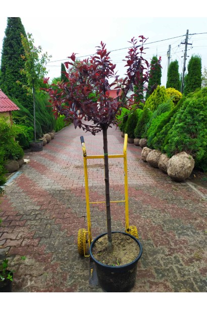 Саджанець сливи Нігра на штамбі в садовому центрі