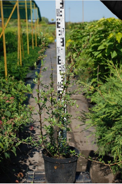 Саджанець піраканти Ред Колумн: чудовий варіант для вертикального озеленення або формування огорож.