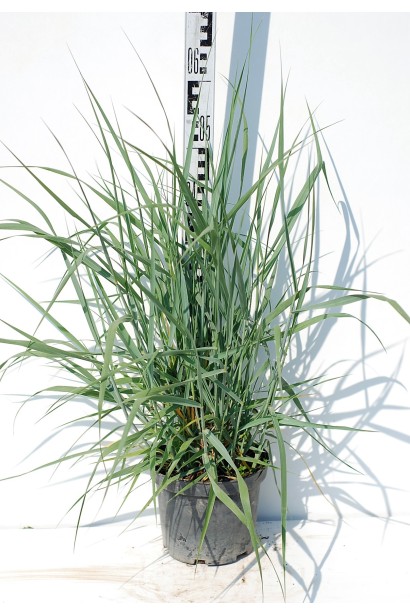 Panicun virgatum Heavy Metal