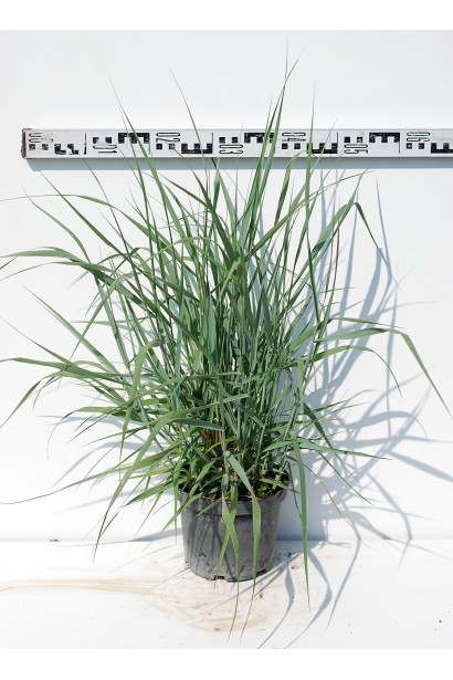 Саджанець проса Хеві Метал у контейнері для посадки.