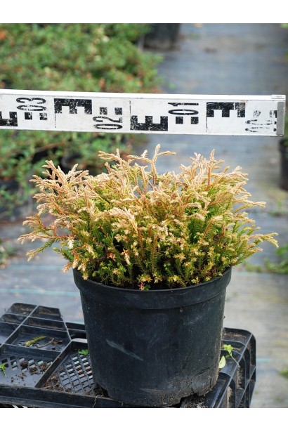 Саджанець туї Голден Таффет із ніжним золотим забарвленням.