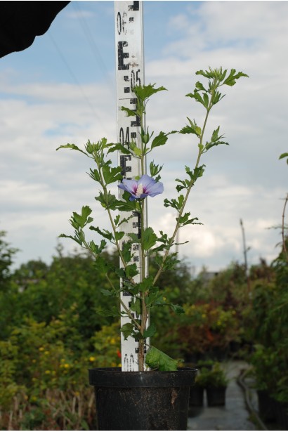 Гібіскус сирійський Марина саджанець 5л, 40-50 см