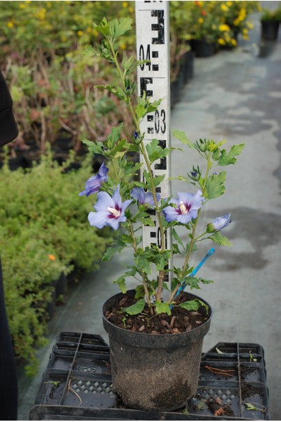 Гібіскус сирійський Марина контейнер 3 л 30-40 см