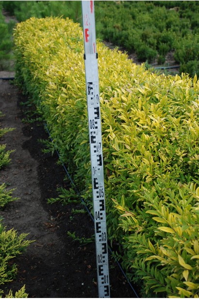  Ligustrum vulgare Aurea в полі 80-100 см