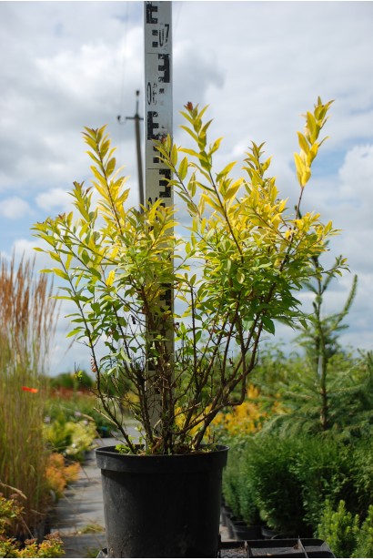 Бирючина звичайна Ауреа контейнер 5 л, висота 40-60 см