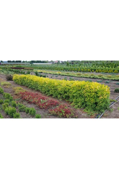 Бирючина звичайна Aurea в розсаднику