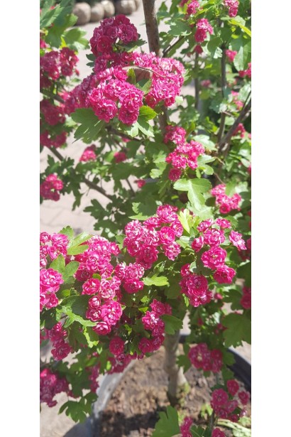 Боярышник Пауль Скарлет в период цветения