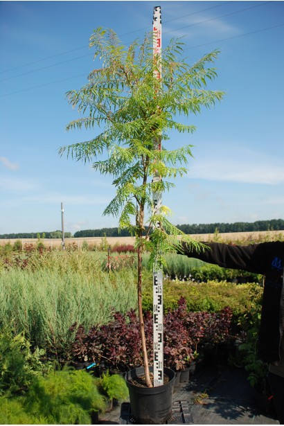 Сумах пухнастий Діссекта в садовому центрі
