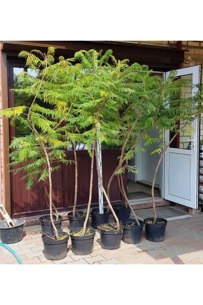 Сумах пухнастий / оленерогий Діссекта в контейнері