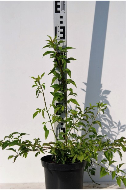 Форзиція середня Мініголд - 3-5л/40-60см/20-30см