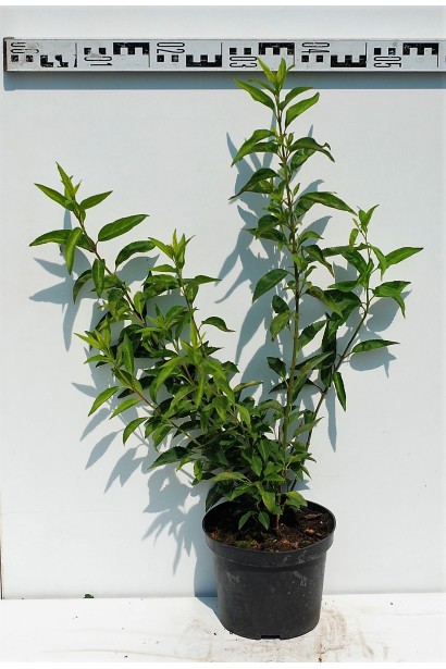 Саджанець Форзиція середня Мініголд