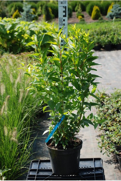 Форзиція середня / проміжна Мініголд