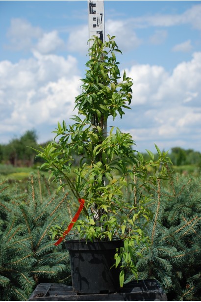 Форзиція середня / проміжна Мініголд