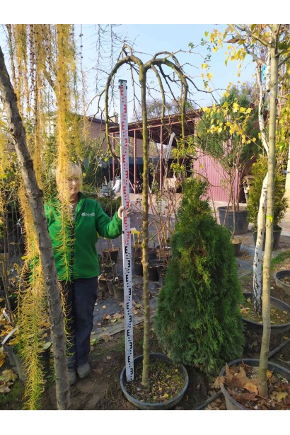 Карагана дерев’яниста Пендула на штамбі  в садовому центрі