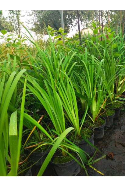 Саджанці Ірис сибірський