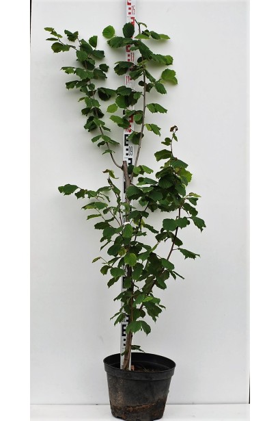 Фундук звичайний Долинянський - 3-5л/150см/Ø20-30см