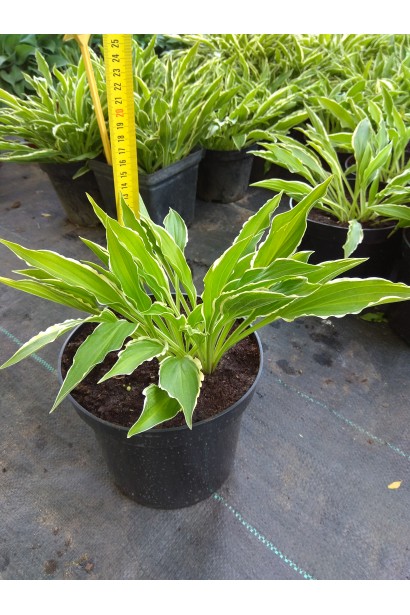 Садовый центр - хоста Стилетто для создания клумб.