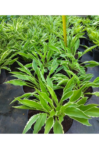 Hosta hybrida Stiletto