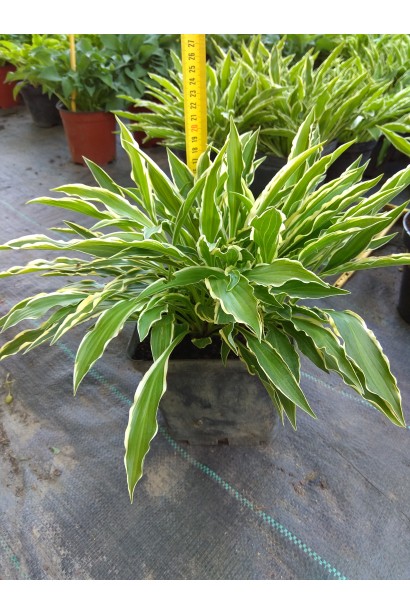 Хоста Стилетто - растение с изящными узкими листьями.