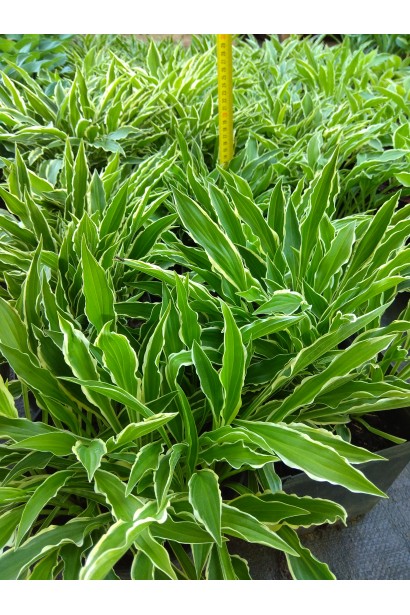 Декоративная хоста Стилетто - выбор для современного ландшафта.