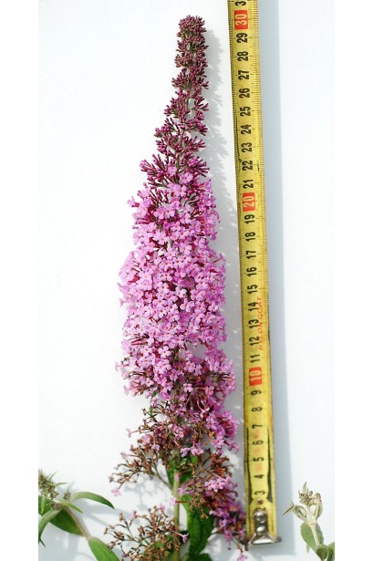 Будлея Давида Пінк Делайт довжина квітки 30 см