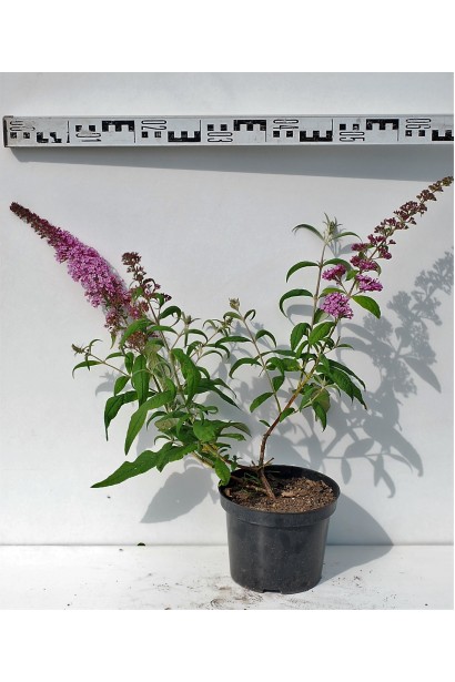 Будлея Давида Пінк Делайт діаметр 40-60 см