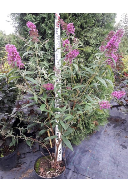 Будлея Давида Пінк Делайт горщик 5 л, саджанець 80-100 см