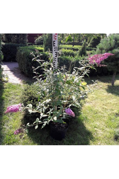 Будлея Давида Пінк Делайт С5, саджанець 70-90 см