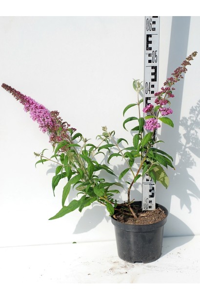 Будлея Давида Пінк Делайт  контейнер 3 л, висота 40-60 см