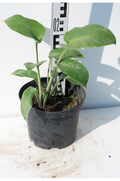 Хальціон – компактна хоста для декоративних клумб.