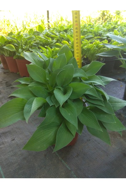 Садовий центр Проксіма – хоста Хальціон для озеленення ділянки.