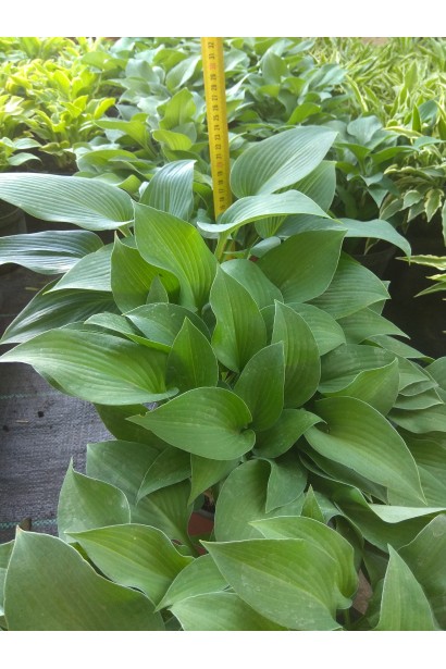 Хоста гібридна Хальціон