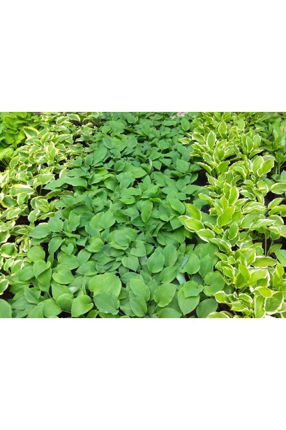 Хоста Хальціон – декоративна рослина із густим листям.