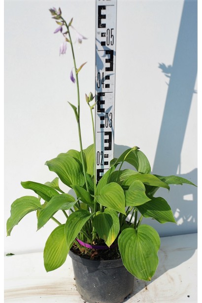 Саджанець хости Ессенс оф Саммер у садовому центрі.