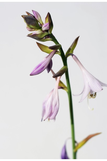 Хоста гібридна Ессенс оф Саммер - Квітка