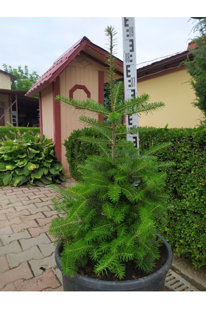 Пихта корейская: хвойное растение, придающее элегантности любому ландшафту.