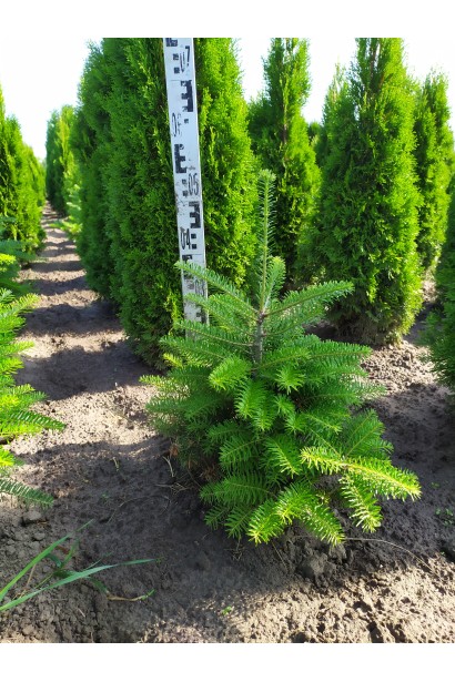 Пихта корейская