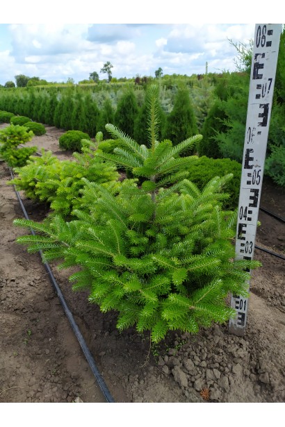 Abies koreana: компактное дерево с симметричной кроной для сада.
