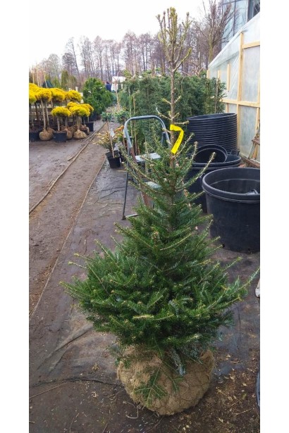 Пихта корейская с комом земли