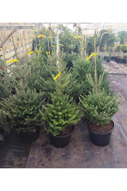 Пихта корейская посажена в контейнер