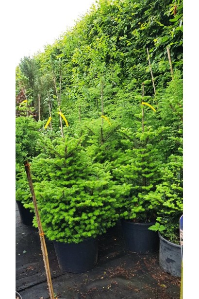 Пихта корейская как рождественское дерево