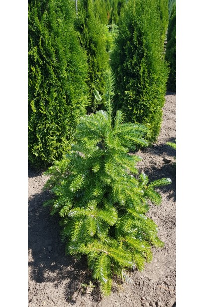 Пихта корейская