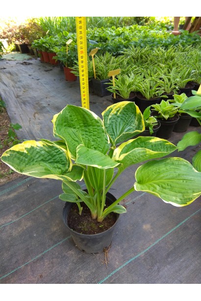 Саженцы хосты Форчуна Ауреомаргината - изящество в деталях.