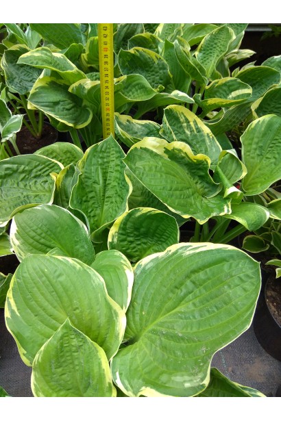 Листья хосты Ауреомаргината - декоративный акцент в саду.