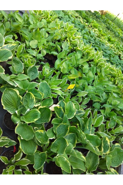 Хоста Ауреомаргината